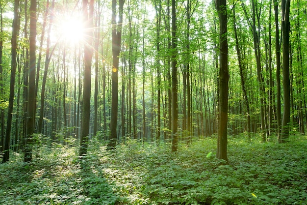 Árboles forestales. naturaleza bosque verde