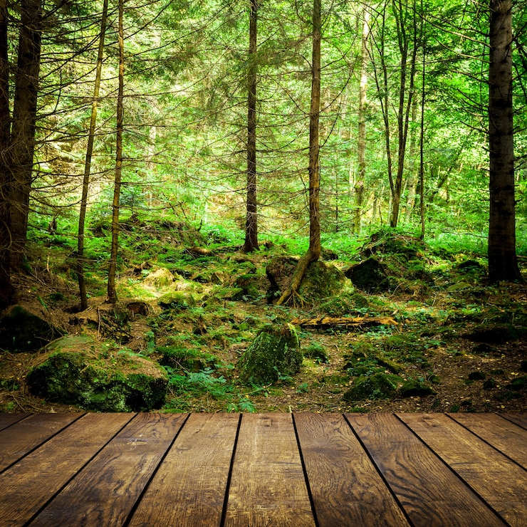 Foto árboles forestales naturaleza madera verde luz del sol fondos cielo