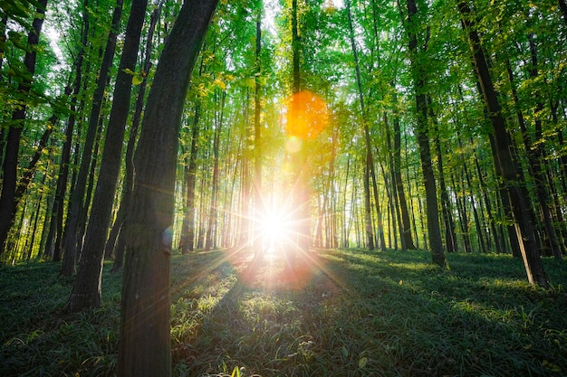 Árboles forestales. naturaleza madera verde luz del sol fondos.