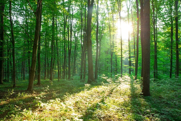 Árboles forestales. naturaleza verde madera luz del sol fondos