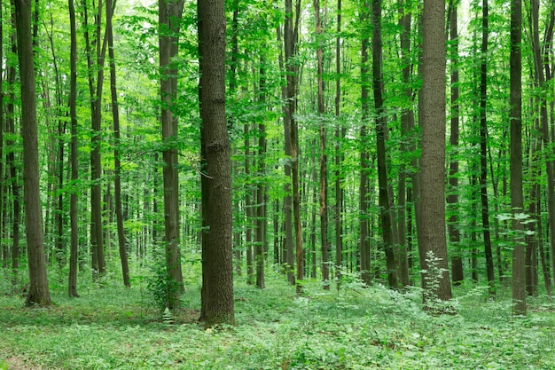 Árboles forestales. naturaleza verde madera luz del sol fondos