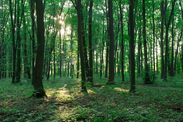 Foto Árboles forestales. naturaleza verde madera luz del sol fondos