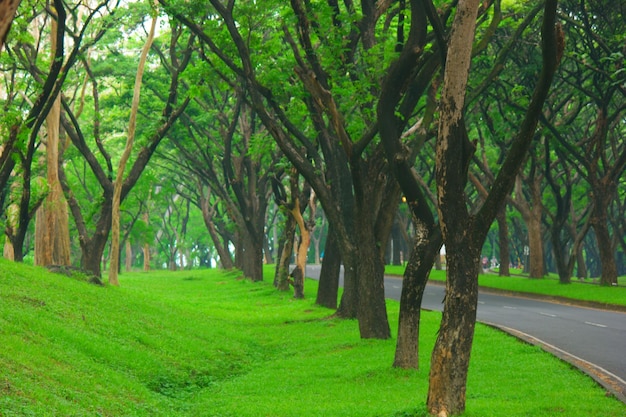 Foto Árboles forestales en taman dayu pasuruan indonesia