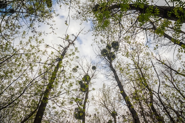 árboles forestales