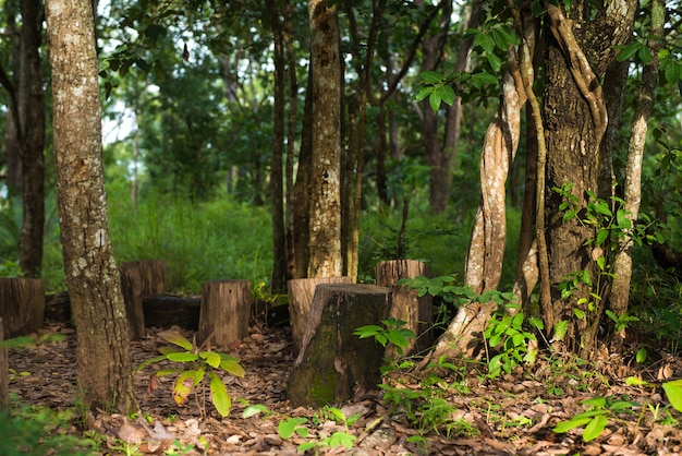 árboles forestales