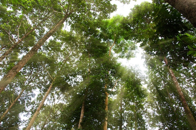 árboles forestales