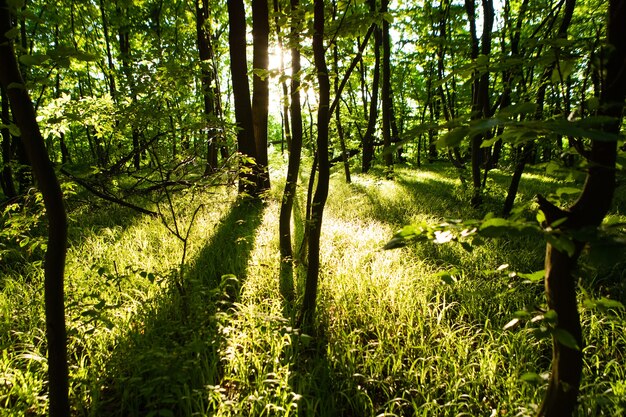 árboles forestales