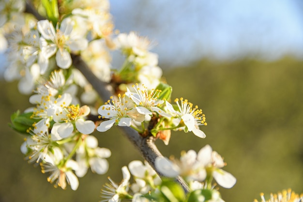 Los árboles frutales florecen en primavera contra un cielo azul y otros árboles en flor