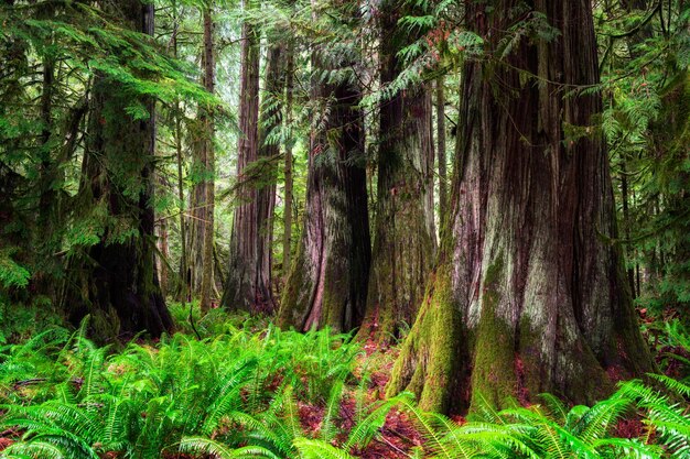 Foto Árboles gigantes de cedro rojo occidental en el místico parque provincial macmillan, columbia británica, canadá