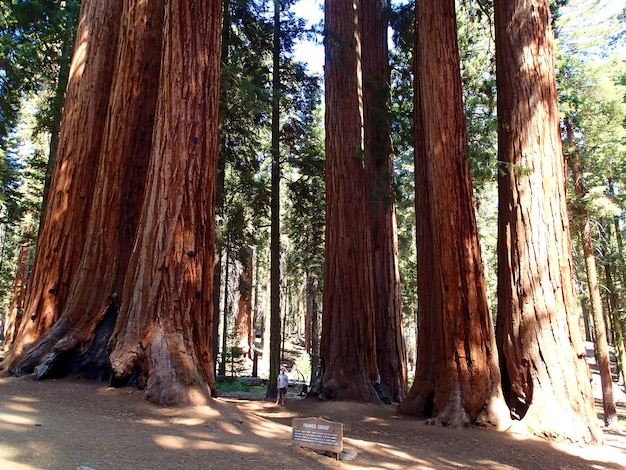 Árboles gigantes en el parque nacional de las secuoyas