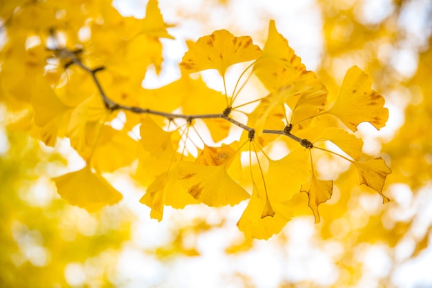 Árboles de ginkgo otoño