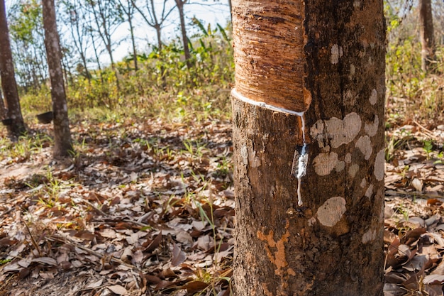 Foto Árboles de goma en el primer del otoño.