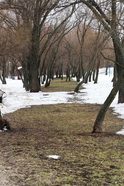 árboles hierba y nieve