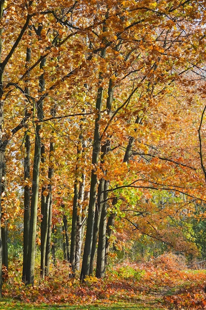 Árboles de hoja caduca roble joven con hojas rojas otoño