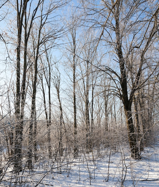Árboles de hoja caduca en la temporada de invierno en el bosque. Después de una nevada contra un cielo azul en tiempo soleado