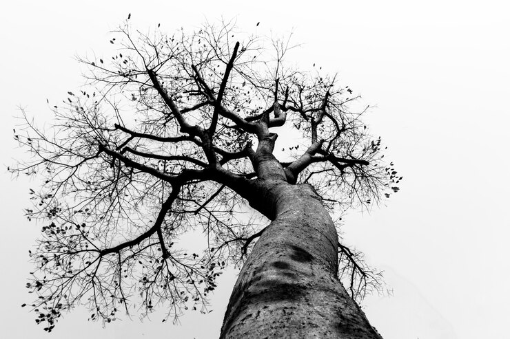 Foto árboles de hoja caduca