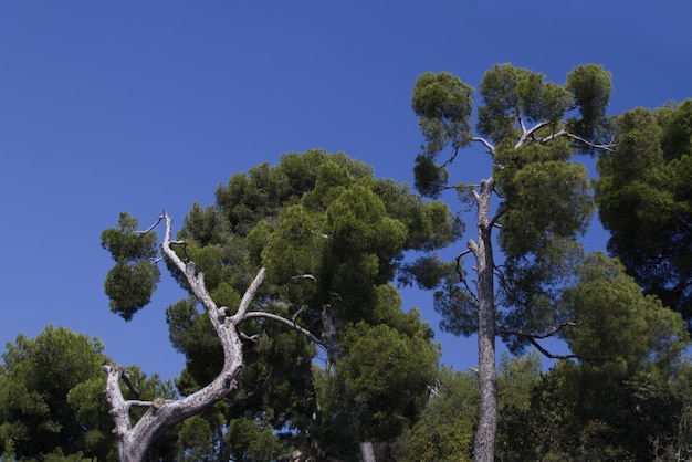 Foto Árboles de hoja perenne contra el cielo azul