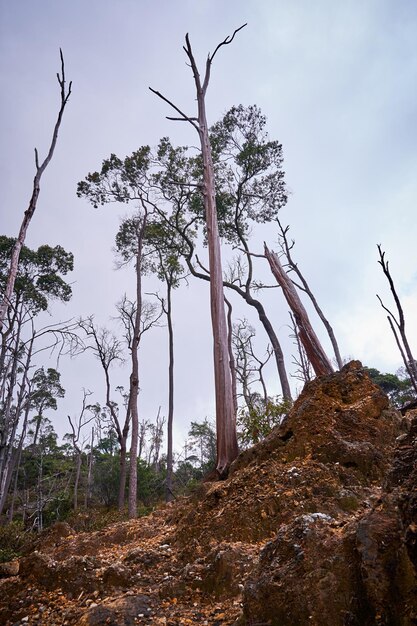 árboles sin hojas árboles en el área del cráter mueren