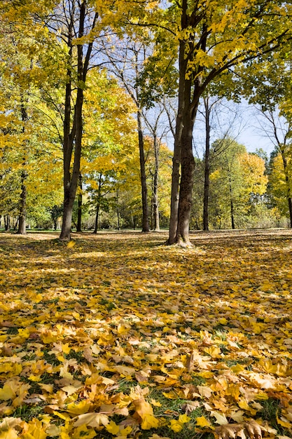 árboles con hojas caídas
