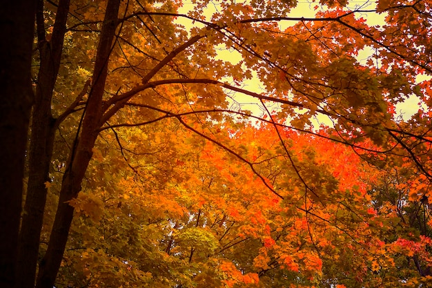 árboles de hojas de otoño