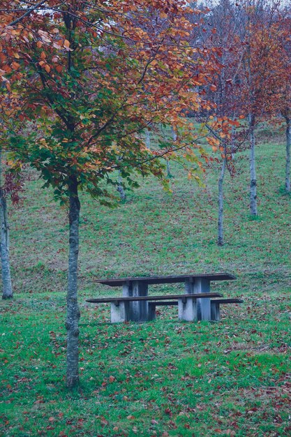 árboles con hojas rojas en la montaña en otoño