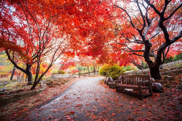 Foto Árboles con hojas rojas de otoño