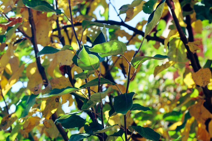 Árboles con hojas verdes y amarillas.