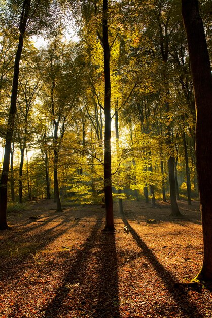 Foto Árboles iluminados en el bosque