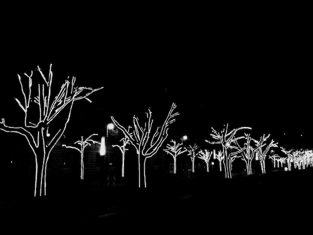 Foto Árboles iluminados decorados en el campo en la oscuridad contra el cielo