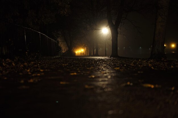 Árboles iluminados por la noche