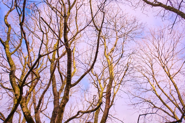 Foto Árboles de invierno contra el cielo