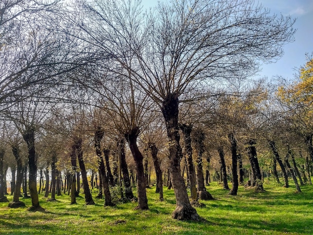 Árboles de invierno sin hojas