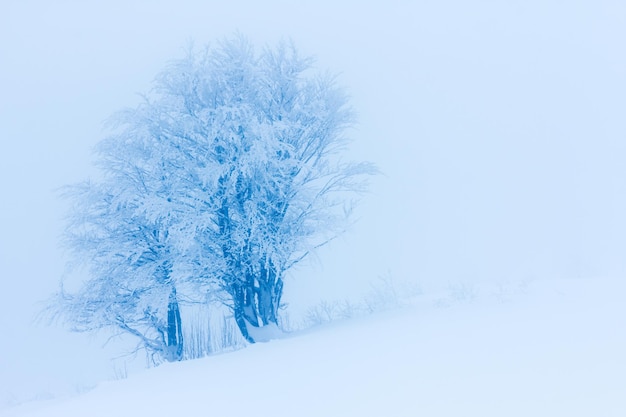 Árboles de invierno en montañas cubiertas de nieve fresca