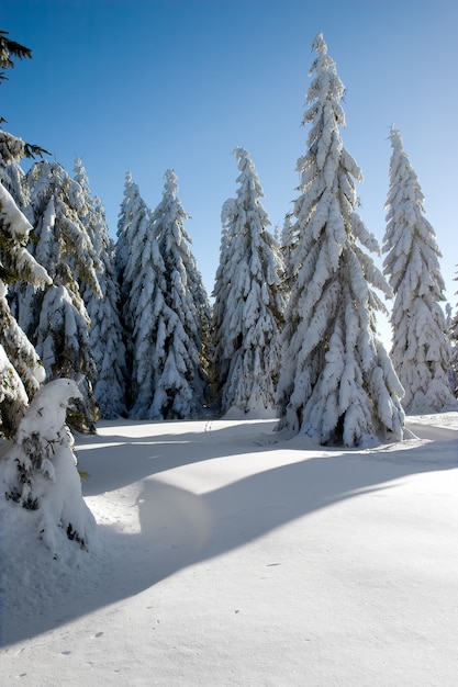 Arboles de invierno