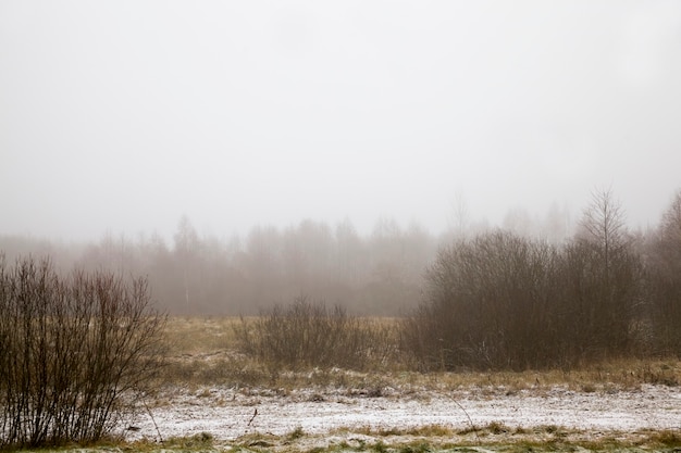 Foto Árboles en el invierno