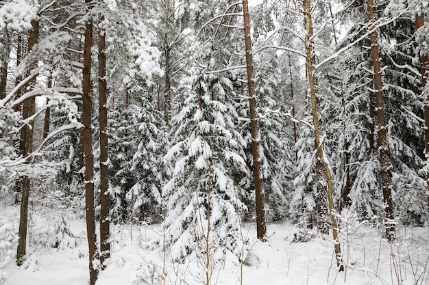 arboles en invierno