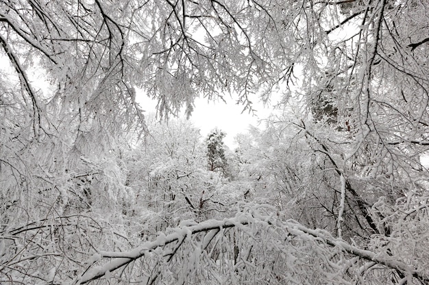 árboles en el invierno