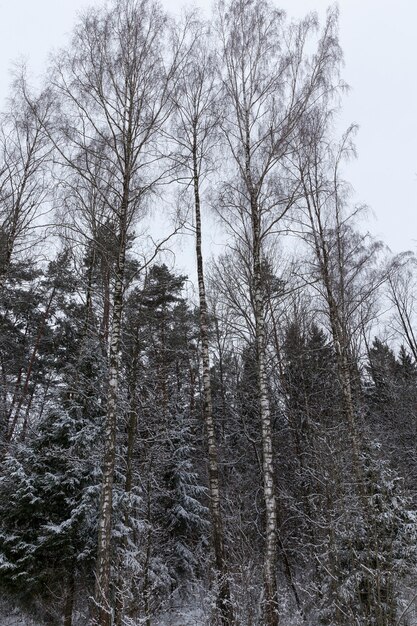 árboles en el invierno