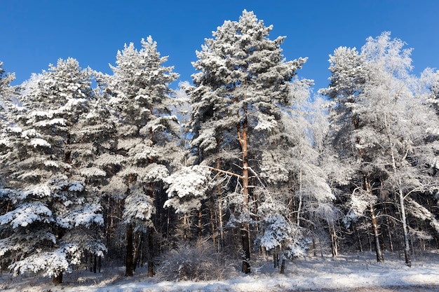 árboles en el invierno