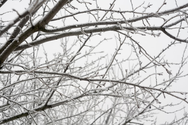 Árboles en invierno