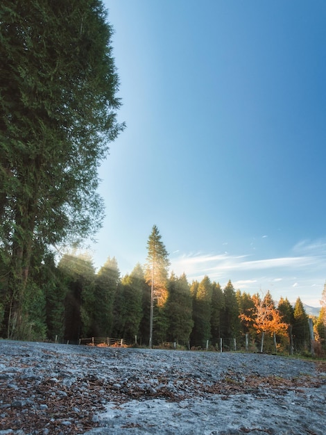 Foto Árboles en invierno