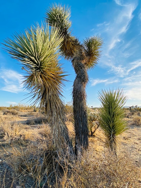 Los árboles de Josué crecen en el campo contra el cielo