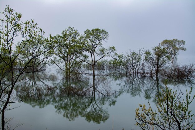 Foto Árboles junto al lago contra el cielo