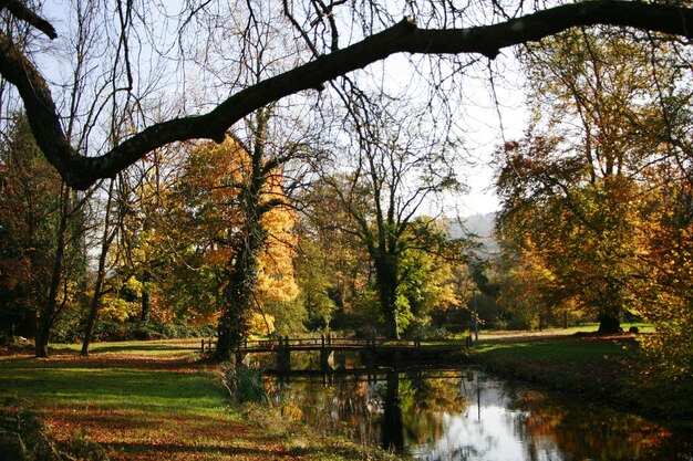 Foto Árboles junto al lago durante el otoño