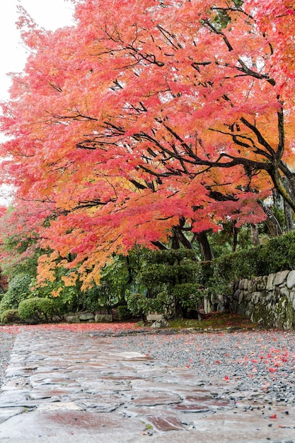 Foto Árboles junto al lago durante el otoño