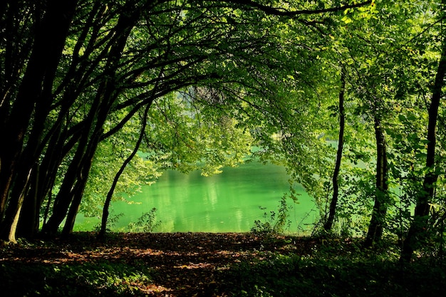 Foto Árboles por lago en el bosque