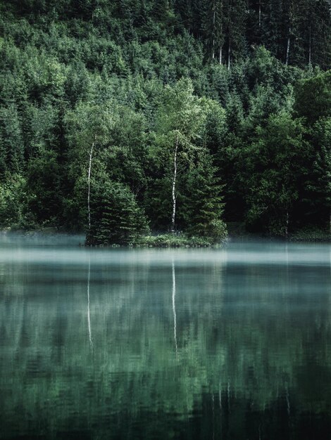 Foto Árboles por lago en el bosque