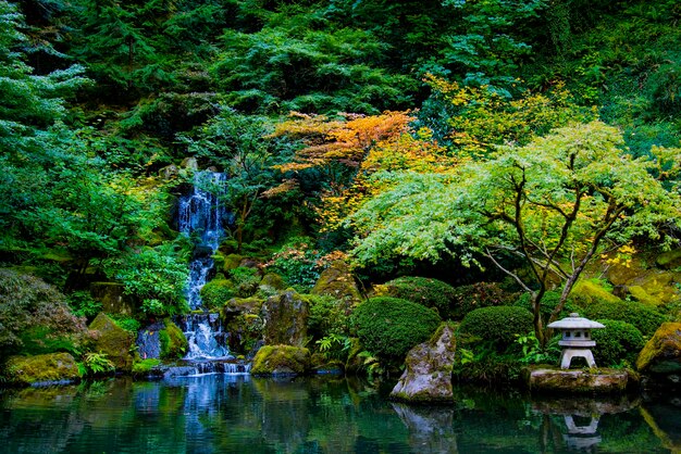 Foto Árboles por lago en el bosque