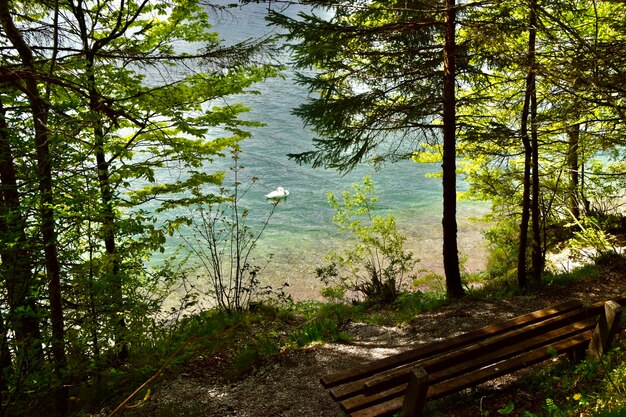 Foto Árboles por lago en el bosque