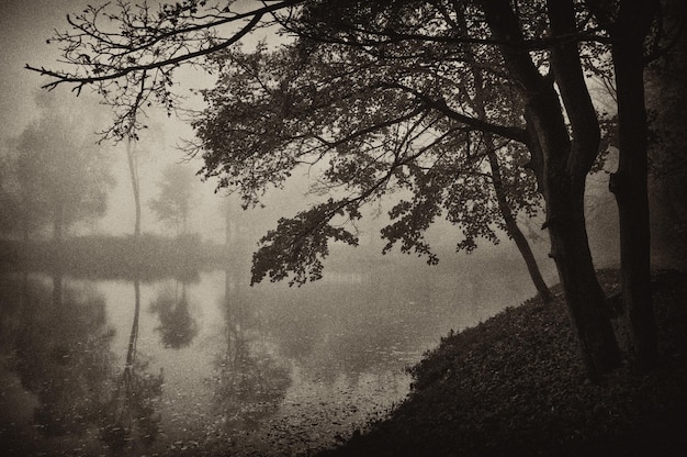 Foto Árboles y lago durante el tiempo de niebla